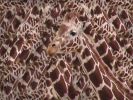 Nom du fichier : girafe-3.jpg
Poids du fichier : 349Ko
Dimensions : 1536x1152
Ajouté le : Lundi 07 Mars 2005 girafe-3.jpg