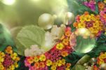 Nom du fichier : lantanas-03.jpg
Poids du fichier : 162Ko
Dimensions : 1700x1122
Ajouté le : Lundi 15 Décembre 2008 lantanas-03.jpg